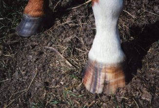 Horse Joint and Hoof Care